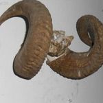 Muflon trófea , koponya / szarv fotó