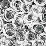 Szürke fehér rózsák öntapadós tapéta 45cmx15m fotó
