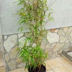 Sárga vesszejű bambusz 0, 5 L - Phyllostachys aureo fotó