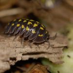 Porcellionides, Armadillidium, ászkák, ászka fotó