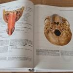 Sobotta Atlas of Anatomy I-III 16th edition + Tables 2nd edition fotó