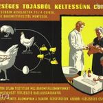 régi plakát: EGÉSZSÉGES TOJÁSBÓL KELTESSÜNK CSIRKÉT Gönczi Tibor 1960 állattenyésztés mezőgazdaság fotó