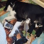 Még több border collie kiskutya vásárlás