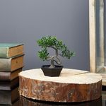 Műnövény dekoráció - bonsai - 10 x 13 cm fotó