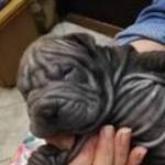 SHAR-PEI KISKUTYAELADÁS fotó