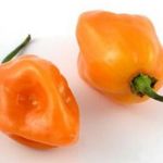 Még több habanero paprika vásárlás