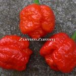 Trinidad Scorpion Moruga Red chili paprika mag, vetőmag fotó