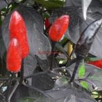 Royal Black chili paprika mag, vetőmag fotó