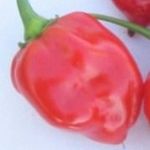 Habanero Caribbean Red chili paprika mag, vetőmag fotó