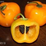 Rocoto narancs paprika (Capsicum pubescens)magok!Fekete magú különlegesség!2db mag!(Szőrös paprika) fotó