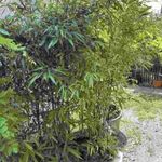 Fekete bambusz - Phyllostachys nigra fotó