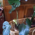 Monstera deliciosa - Könnyezőpálma fotó