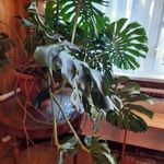 MONSTERA DELICI pálma fotó