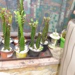 Szobanövény. euphorbia trigona / háromélű kutyatej gyerekek darabonként fotó