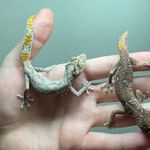 Australian lizards fotó