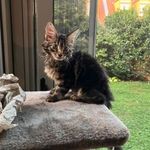 Maine coon kislány eladó fotó