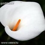 Fehér kála................ Zantedeschia aethiopica..... /2 mag./ NÖV.-111 fotó