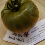 Zöld musztáng / Green Mustang PARADICSOM (5+) magok - PÁRATLAN ÍZVILÁG! - P 333 fotó