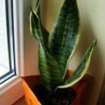 Anyósnyelv / Sansevieria eladó fotó