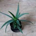 ALOE VERA eladó fotó