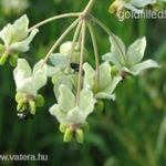 Selyemkóró.....Gomphocarpus Physocarpus... /5mag/ ..KÜLÖNLEGESSÉG...NÖV.-085 fotó