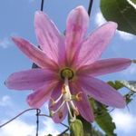 BANÁNMARACUJA - Passiflora mollissima magok (5+) - RITKASÁG! - Gx 018 fotó