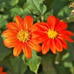 Piros mexikói NAPRAFORGÓ - Tithonia rotundifolia - magok (10+) - AKCIÓ! - Virágmagok - He 032 fotó