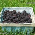 Amerikai fekete málna............BLACK RASPBERRY..... /30mag/ NÖV.-343 fotó