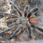 Typhochlaena seladonia , Avicularia rufa sub fotó