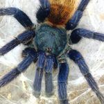 Devamatha, Chromatopelma fotó