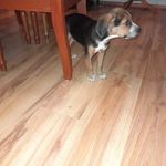 Beagle jellegű kan kölyökkutya fotó