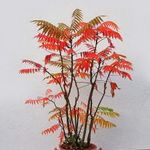 Rhus typhina Bonsai fa magok!5db mag fotó