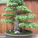 Platanus × acerifolia Bonsai fa magok!10db mag fotó