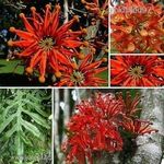 Tűzkerékfa......Stenocarpus sinuatis.............../5mag / NÖV.-058 fotó