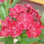 Rubis leander, nerium oleander eladó fotó