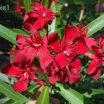 Bársonyos török bordó leander, nerium oleander eladó fotó