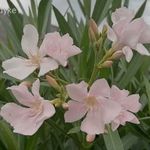 Barbara bush leander, nerium oleander eladó fotó