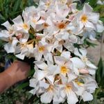 T. Sharid leander, nerium oleander eladó fotó