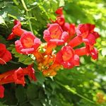 Campsis radicans – Trombitafolyondár fotó