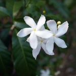 INDIAI JÁZMIN - Jasminum trichotomum magok (5+) -ELBŰVÖLŐ SZÉPSÉG! - Virágmagok - W 217 fotó