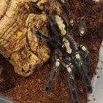 P. Metallica, A. Geniculata, T. Albo, P. Pulcher fotó