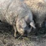 MANGALICA 120-260kg.közötti tanyasi HÍZÓ, élve , félbevágva igény szerint eladók, télre foglalható fotó