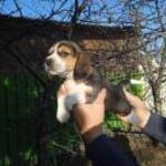 Beagle bicolor és tricolor kan kiskutyák eladók. fotó