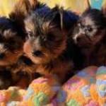 Imádnivaló Yorkshire terrier kölyökkutyák kaphatók fotó