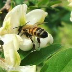 Fehér akác (Robinia pseudoacacia) magok!10db mag , mézelő hungraikum növény! fotó