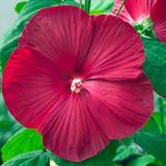 Évelő télálló Óriásvirágú mocsári hibiszkusz palánták vegyes szín 5db fotó