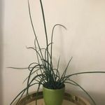 Szobanövény - Sansevieria Baccularis Mikado / Hengeres anyósnyelv (szukkulens, pozsgás) fotó