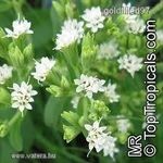 Stevia-Jázminpakóca...........Stevia rebaudiana............../50mag NÖV.-354 fotó