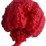 Carolina Reaper világ legerősebb chili paprika ! 2, 2mill SHU ! 2db mag.Világbajnok! fotó