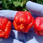 Trinidad Moruga Scorpion Red chili paprika mag! 2mill SHU ! 3db mag fotó